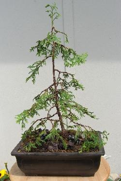 Lebensbaum (Thuja) 