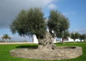 Olive, über 1000 Jahre alt / Foto by Wikipedia.ch