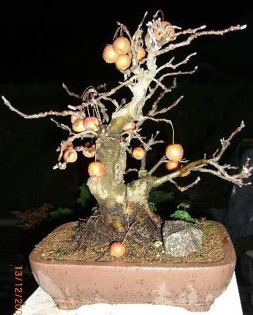 Apfelbaum im Winter - Foto by Bonsai-dipietro